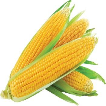 corn flavor